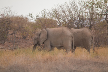Fototapeta premium Desert Elephants at Palmwag conservancy, Namibia, Africa