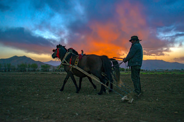 Tibetan farmer plough by draught horse on farmland in Tibet, China.