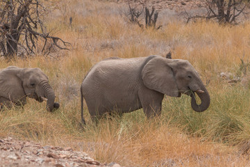 Fototapeta premium Desert Elephants at Palmwag conservancy, Namibia, Africa