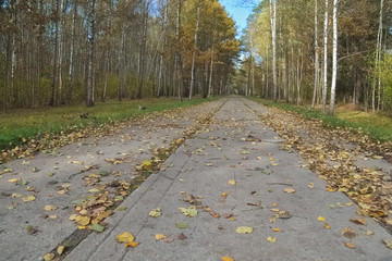 Road of concrete slabs in the forest - 303696747