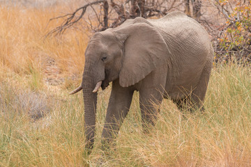 Desert Elephants at Palmwag conservancy, Namibia, Africa