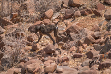 Baboon in Damaraland, Namibia, Africa