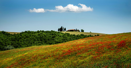 Poppy field and chapel near San Quirico, Tuscany, Italy