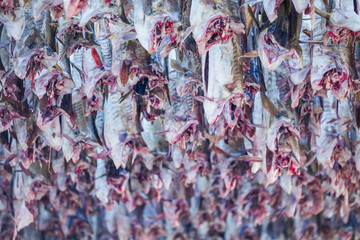 Stockfish on Lofoten islands