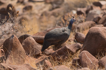 Helmeted guineafowl in damaraland, Namibia, Africa