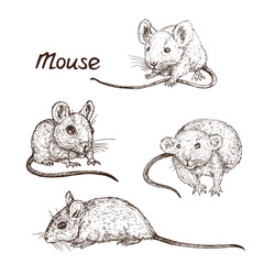 Mouse (rat) isolated collection, hand drawn gravure style, vector sketch illustration, element for design