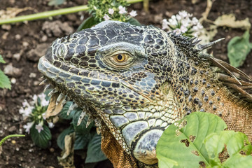 very big green reptile called iguana in the forest with orange iris and black pupil. the skin is full of scales like a dragon and a dinosaur. the photo of the animal is well detailed and blurred