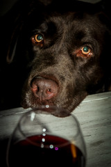 verre vin labrador 