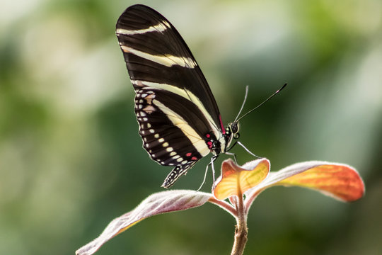 detailed pic of a beautiful butterfly on a tree in a forest showing black, yellow and white wings.  I