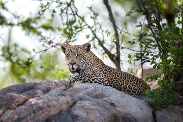 Leopard ona rock