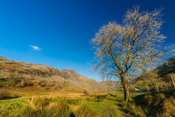 Winter tree in sunny valley with copyspace.