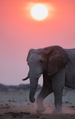 Obraz na płótnie Canvas Elephant sunset
