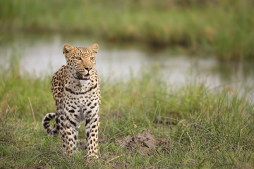 Leopard
