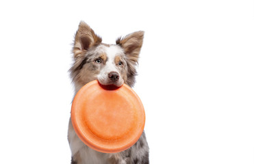 the dog holds a disc in his teeth. Border Collie on a white background,