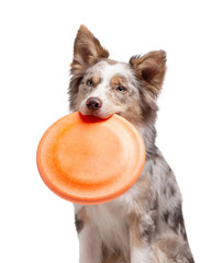 the dog holds a disc in his teeth. Border Collie on a white background,