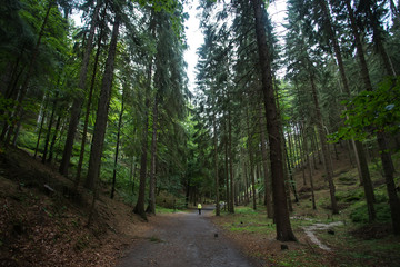 Obraz premium road in the forest in the czech republic