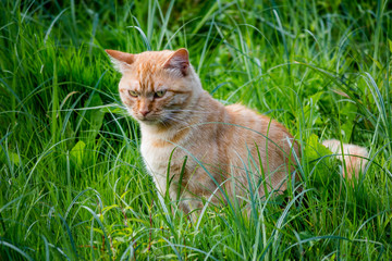 Adult red cat walking among thickets of grass