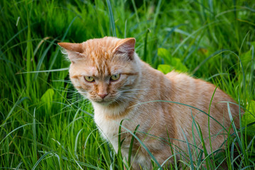 Naklejka na ściany i meble Adult red cat walking among thickets of grass
