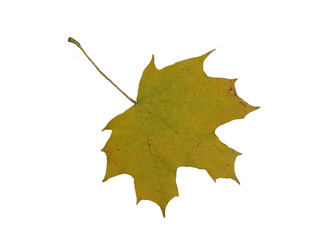 isolated autumn yellow maple leaf