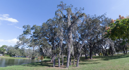 moss on the tree and grass