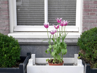 Fototapeta na wymiar flowering pink tulips in a planter at amsterdam