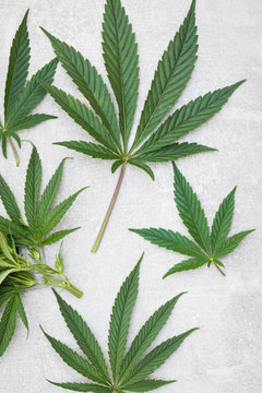 fresh picked cannabis leaves arranged on flat surface