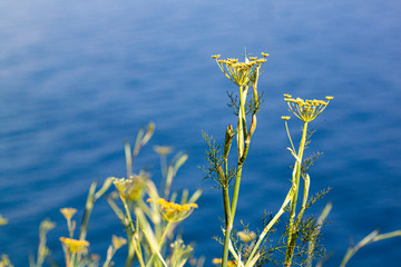 Flor amarilla junto al mar