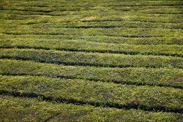 Tea fields in the middle of the Atlantic Ocean