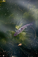 Pez y algas en el mar