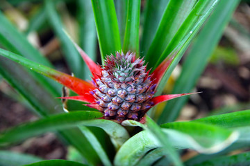 Fototapeta premium Close up of a pineapple in a cultivation in Azores Islands