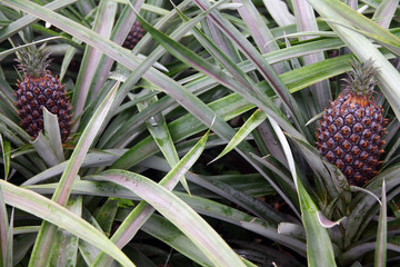Close up of two pineapples in a cultivation in Azores Islands