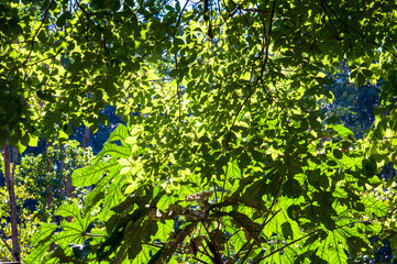 Fototapeta na wymiar Closeup nature view of green leaf on sunlight in the garden
