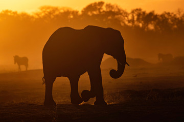 Fototapeta na wymiar elephant at dusk