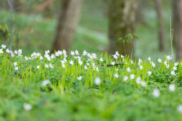 white flowers of an anemone on green grass