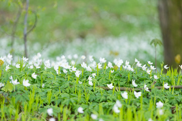 white flowers of an anemone on green grass