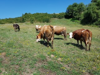 Fototapeta na wymiar cows on pasture