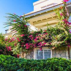 Mediterranean plants in the garden and beautiful pink and white begonville flowers on traditional summer house in Bodrum, Turkey