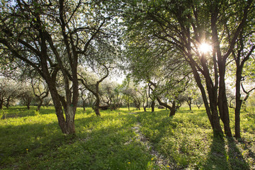 Obraz premium apple orchard, flowering trees in the sunlight