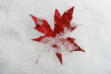 5-blade red maple leaf on snow