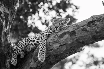 Tuinposter luipaard © Keith