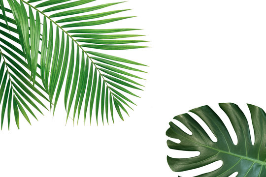 Green palm leaf isolated on white background