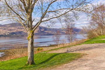 Tree at lake in mountains Fort William Scotland Highlands