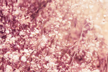 Field of cosmos flower