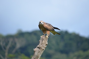 Australian whistling kite raptor on a branch