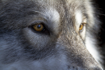 close up of head of wolf