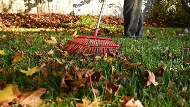 Low angle raking leaves across a lush green lawn in slow motion