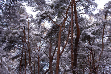 Winter pine forest, trees in the snow