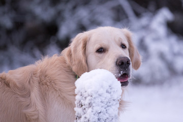 Golden Retriever dog in winter forest, snowy forest