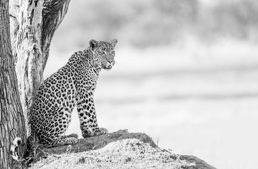 leopard in tree - obrazy, fototapety, plakaty