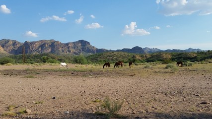 Fototapeta na wymiar Wild Horses of Arizona